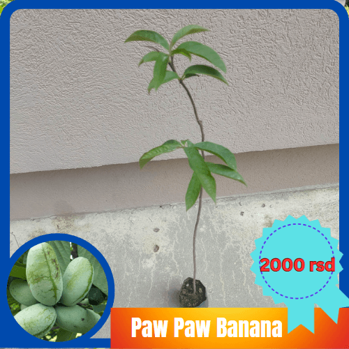 Pawpaw, Paw Paw - Asimina Triloba
