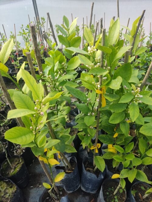 Kalemljeni limun Mesečar