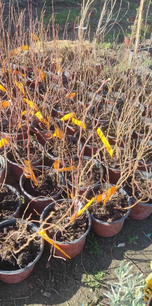 2024/03/1000016872.jpg Borovnica Duke