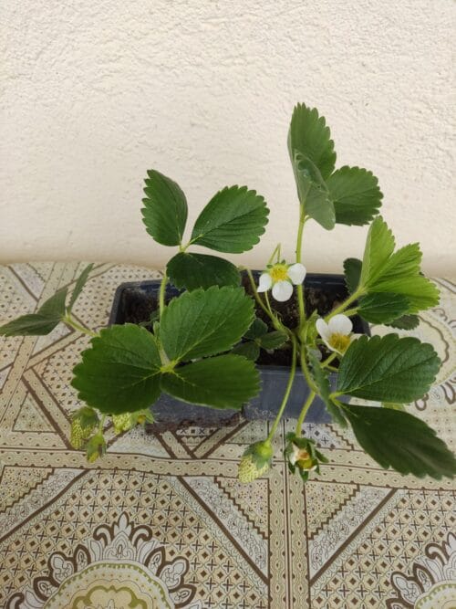 2024/03/1000016936-scaled.jpg Sadnice Stalnorađajuće Jagode