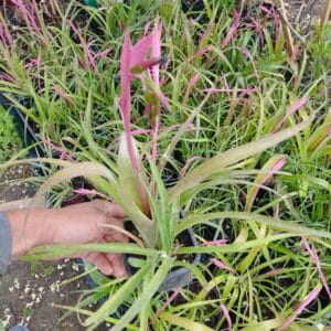 2024/04/1000017829-scaled.jpg Kraljičine suze