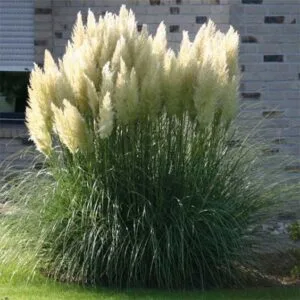 Pampas Sadnica Bela
