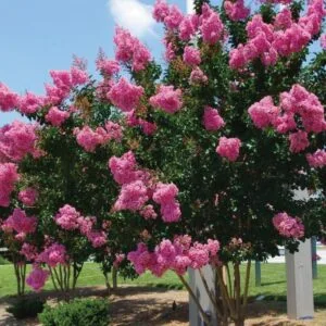 Indijski Jorgovan Rozi