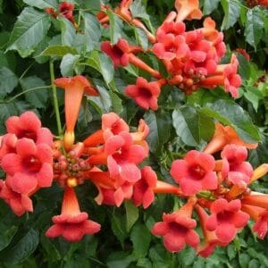 2024/10/1000000831.jpg Sadnice Tekome