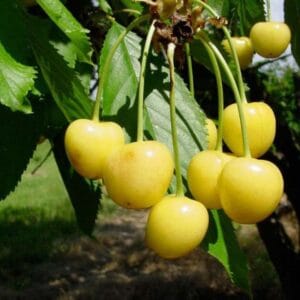 Droganova Žuta Droganova Žuta