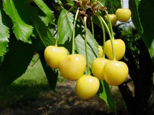 Droganova Žuta Droganova Žuta