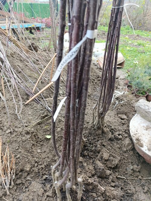 2024/10/1000003431-1-scaled.jpg Sadnica Kruška Lubeničarka