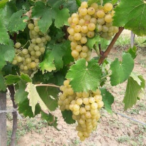 Vinova Loza Bela Tamnjanika Vinova Loza Bela Tamnjanika