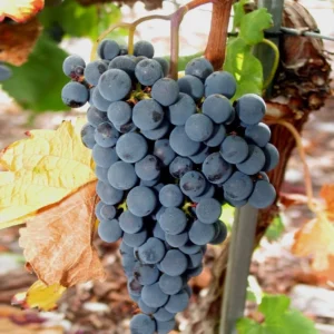 Vinova Loza Merlo Vinova Loza Merlo