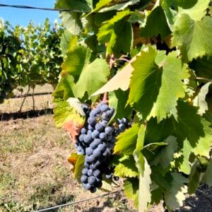 Vinova Loza Prokupac Vinova Loza Prokupac