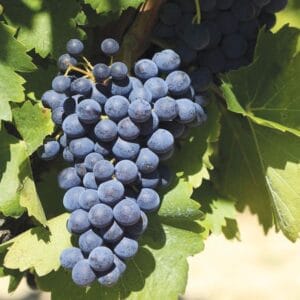 Vinova Loza Vranac- Neprskanac Vinova Loza Vranac- Neprskanac