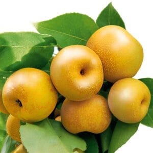 Japanska-kruška-Kumoi Japanska-kruška-Kumoi