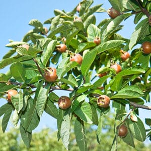 musmula2 Droganova Žuta