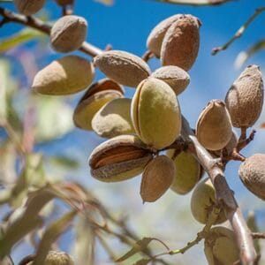 sadnice-badem-domaci-meki Droganova Žuta