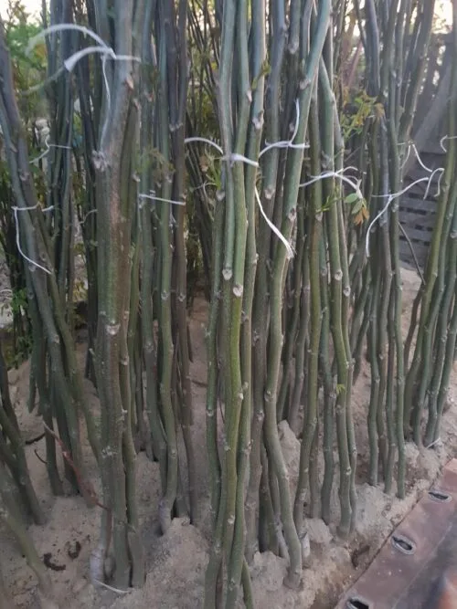Sadnice Oraha Rasna