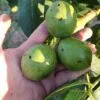 Sadnice Oraha Rasna