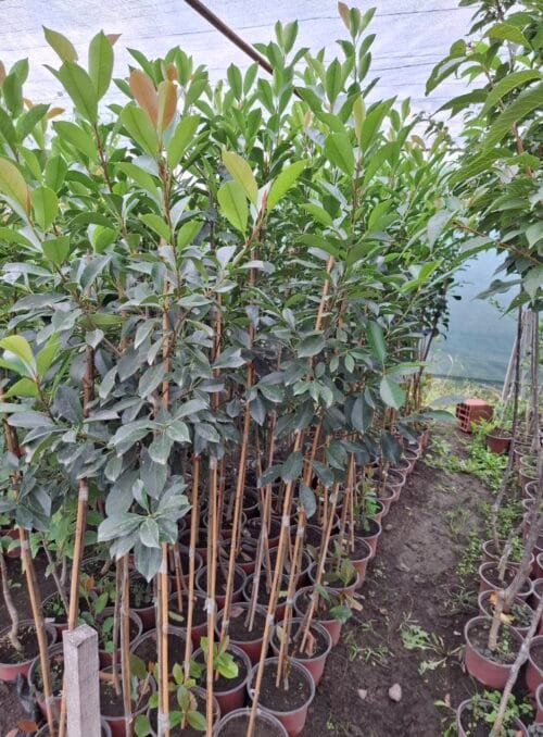 fotinija Fotinija na štapu