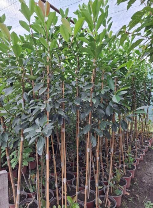 fotinija na stapu Fotinija na štapu