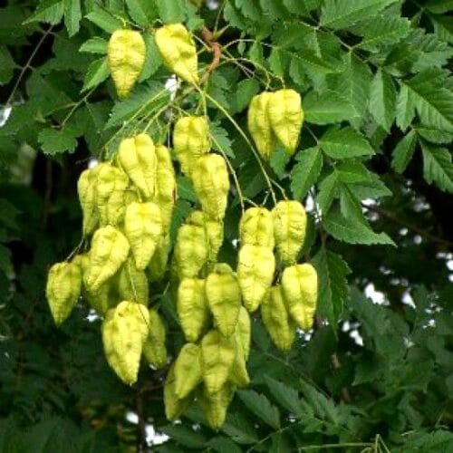 kelreuterija-ukrasno-drvo-medonosno-slika-66346131 Lampion Drvo