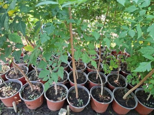 lampion drvo Lampion Drvo