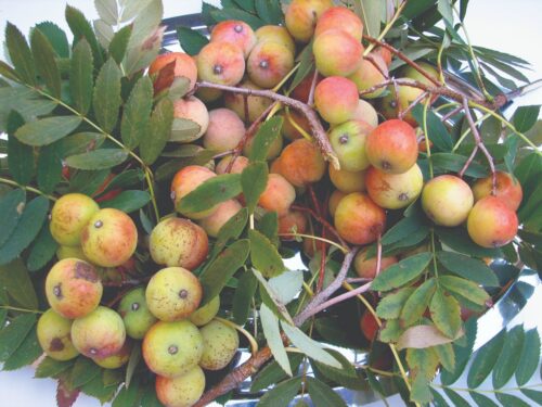 Sadnice oskoruše oskoruša