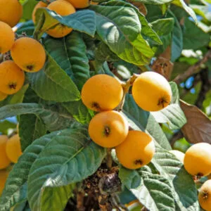Sadnica Japanske Mušmule (Nespula)