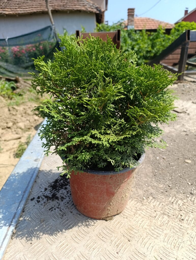Tiny Tin (Loptasta tuja) - Rasadnik Mango