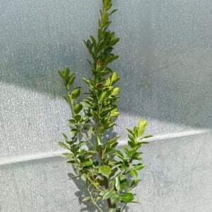 Evonimus Zeleni Evonimus Zeleni