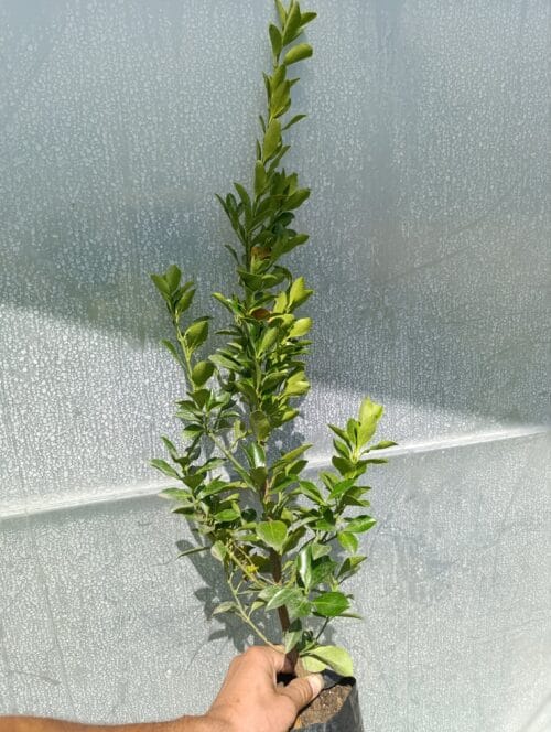 Evonimus Zeleni Evonimus Zeleni