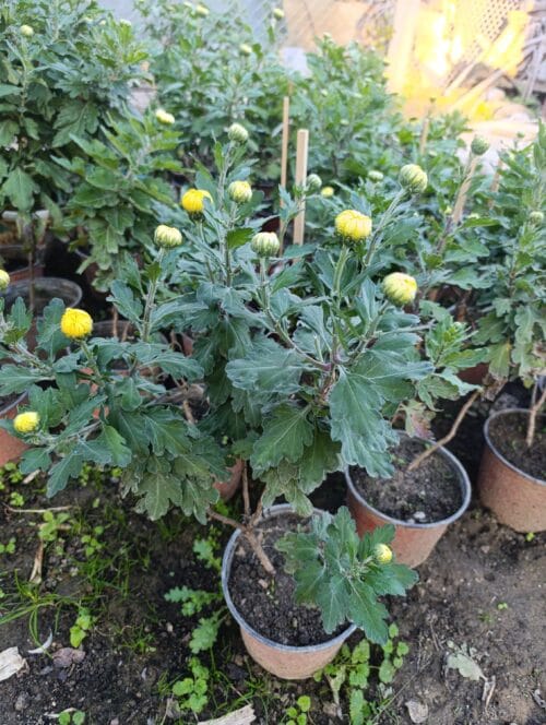 2025/10/1000022383-scaled.jpg Hrizantema sadnice