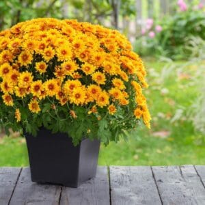 2025/10/1000022385.jpg Hrizantema sadnice