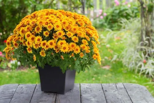Hrizantema sadnice