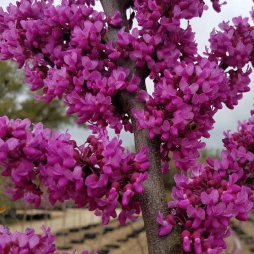 Judino drvo sadnice Judino drvo sadnice